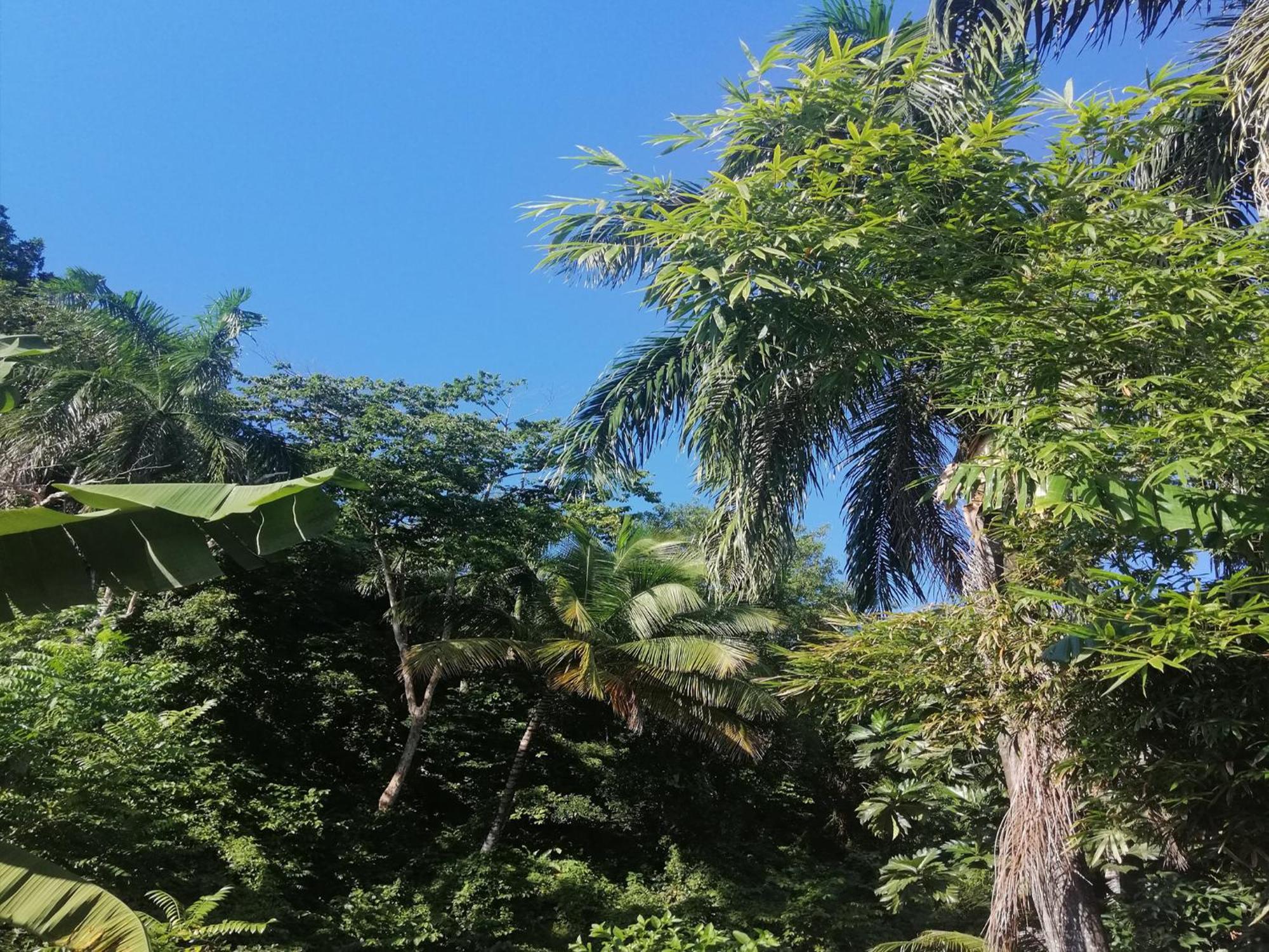House Jardin Del Caribe Aparthotel Las Terrenas Room photo